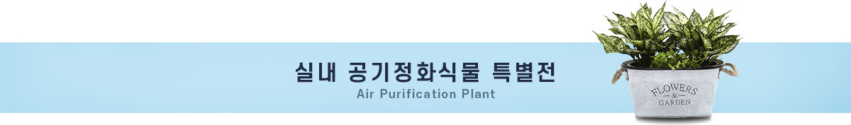 실내 골기정화식물 특별전