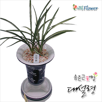 대설령(춘란계통)