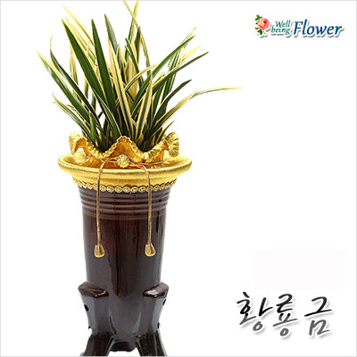황룡금(황금색무늬종)