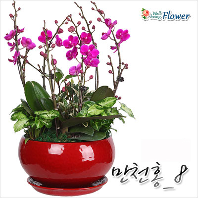 만천홍_8