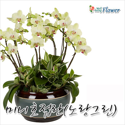 미니호접란(노랑그린)