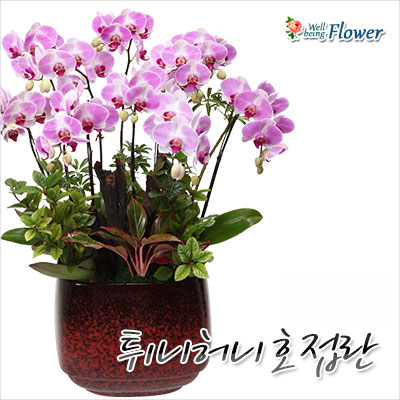 튀니허니호접란
