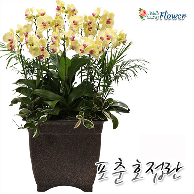 포춘호접란