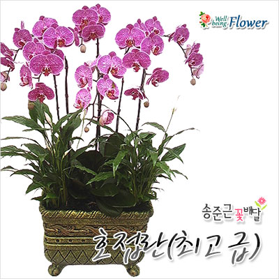 호접란(최고급)