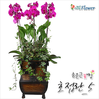 호접란_5