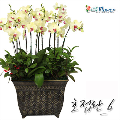 호접란_6