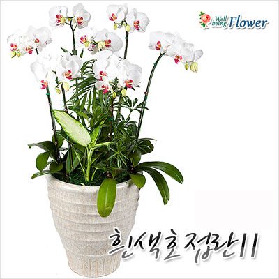 흰색호접란Ⅱ