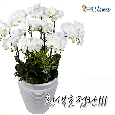 흰색호접란Ⅲ