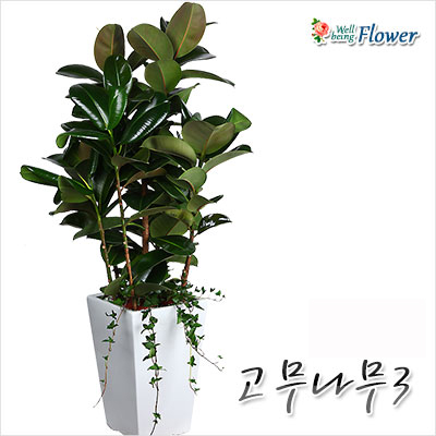 고무나무(잎이풍성하여개업에적합)