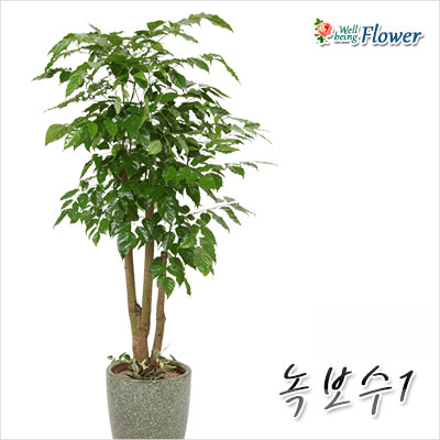 녹보수1(가정용및개업용으로 강추)