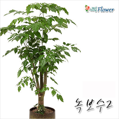 녹보수2(송준근 대표상품)