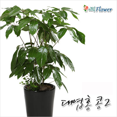 대엽홍콩2