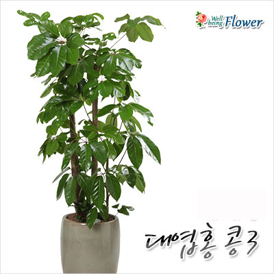 대엽홍콩(송준근 대표상품)