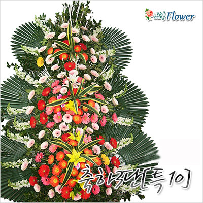 축하3단[특10]