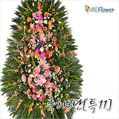 축하3단[특11]