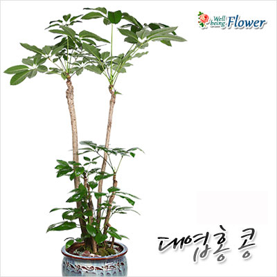 대엽홍콩 (명품관엽)