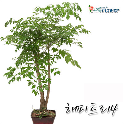 해피트리(부자되는 나무)