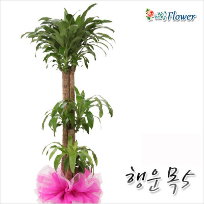 행운목3단