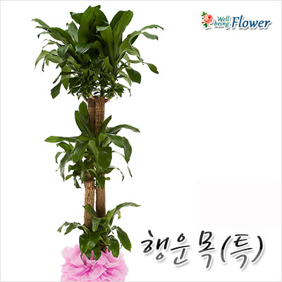 행운목(행운과행복을함께드려요)