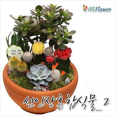 선인장혼합식물_2