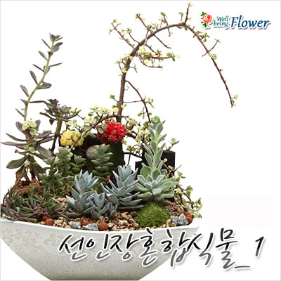 선인장혼합식물_1
