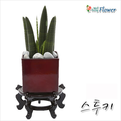 스투키