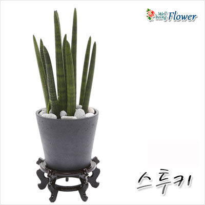 스투키