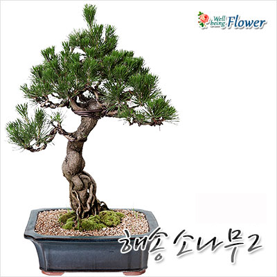 해송소나무2