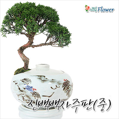 진백백자주판(중)