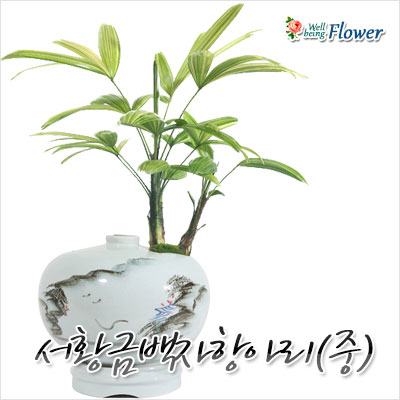 서황금백자항아리(중)