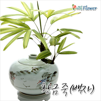 황금죽(백자)