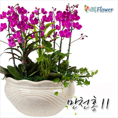 만천홍Ⅱ