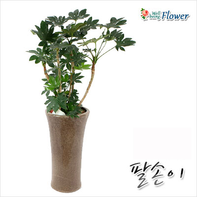 [신상품]팔손이(손바닥모양의잎)