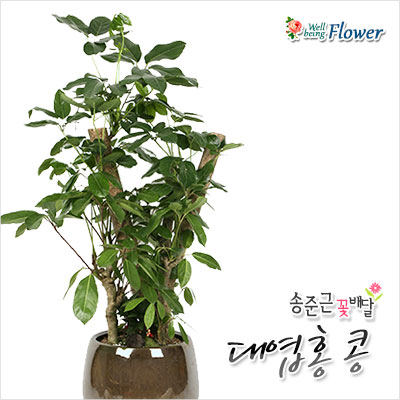 대엽홍콩(가정용 사무실용으로 적합)