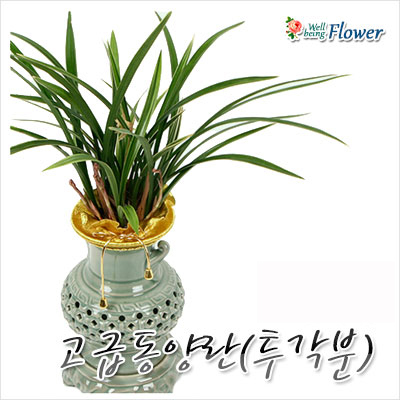 [신상품]고급동양란(투각분)