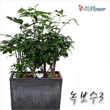 녹보수(키가작지만고급분)