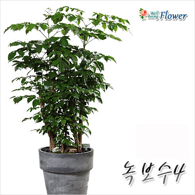 녹보수(인테리어및실내조경에강추)