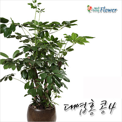 대엽홍콩(고귀한선물)