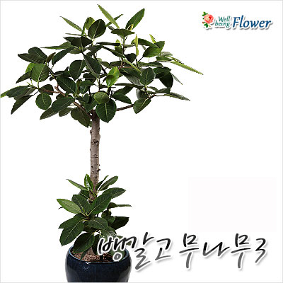 뱅갈고무나무3
