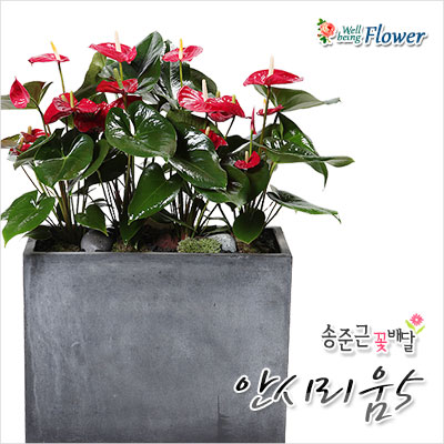 안시리움(인테리어 시멘트화분)