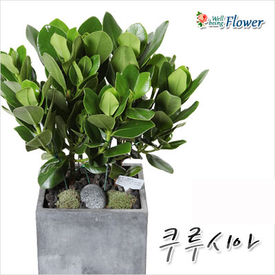 쿠루시아(돈들어오는 나무)
