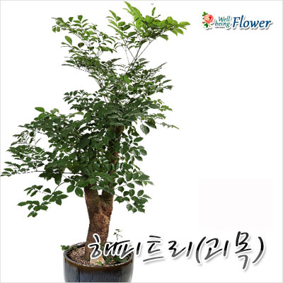 해피트리