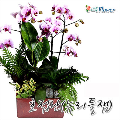 호접란(뉴리틀잼)