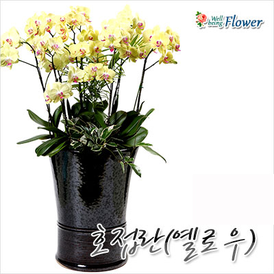 호접란(옐로우)