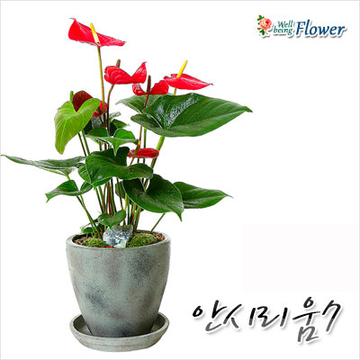 안시리움(고귀한자태가흐르는)