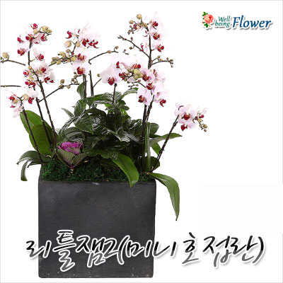 리틀잼2(미니호접란)