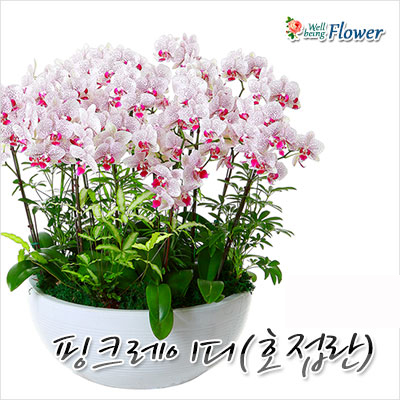 핑크레이디(호접란)