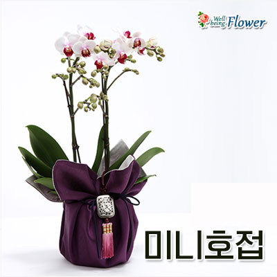 미니호접