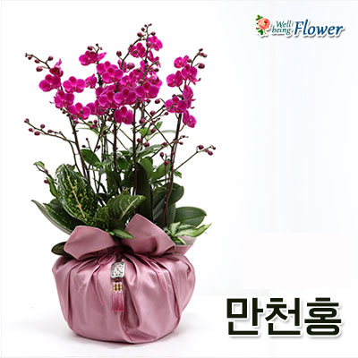만천홍