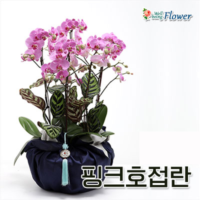 핑크호접란